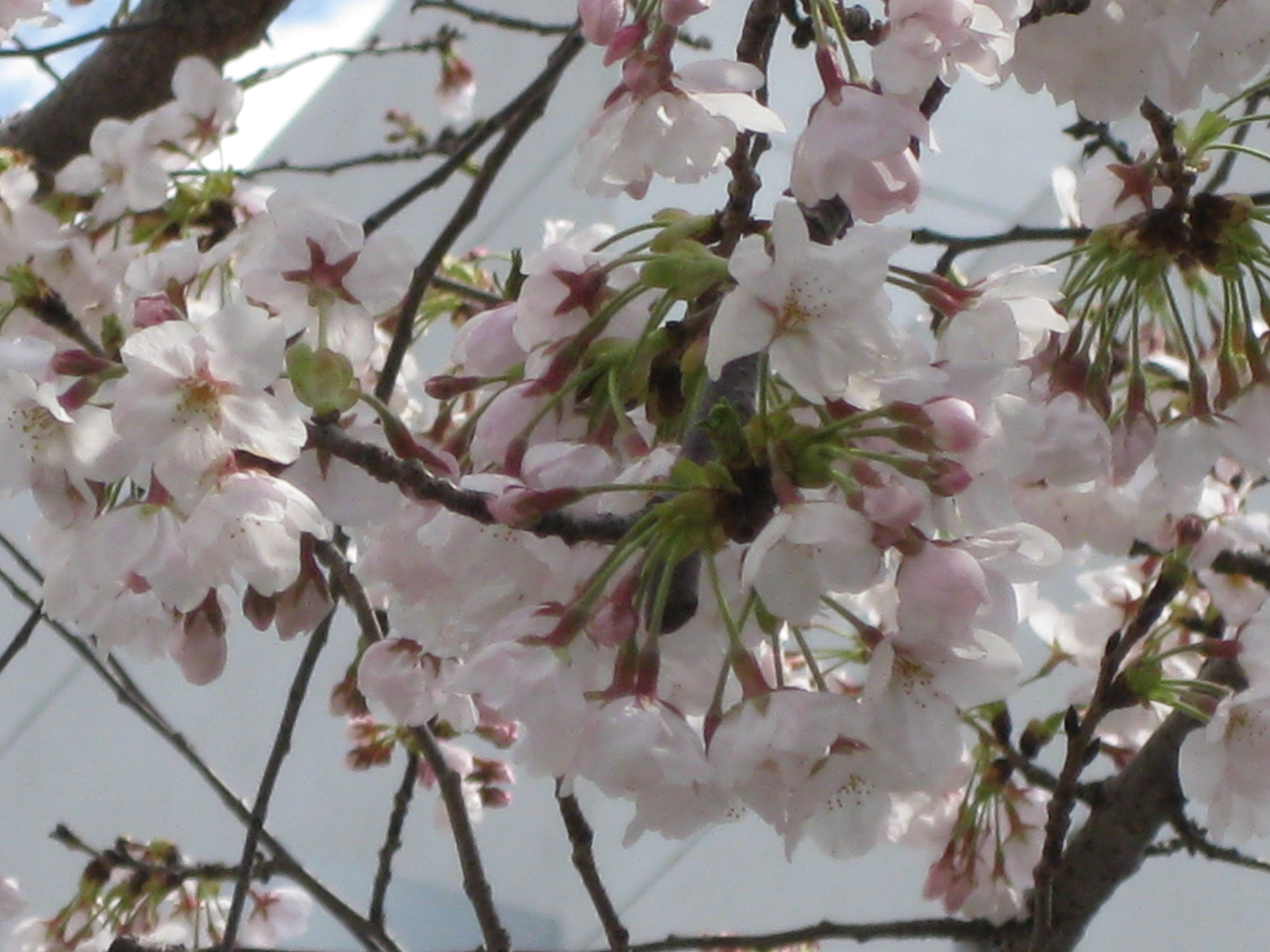 sakura.jpg.jpg