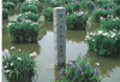 dazaifu.jpg